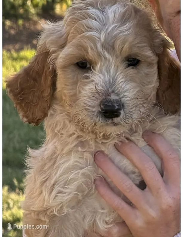Puppy 6 – Goldendoodle puppy for sale in Lavonia, GA