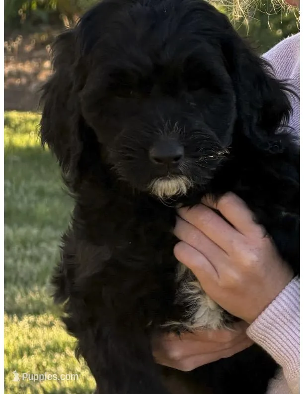 Puppy 2 – Goldendoodle puppy for sale in Lavonia, GA