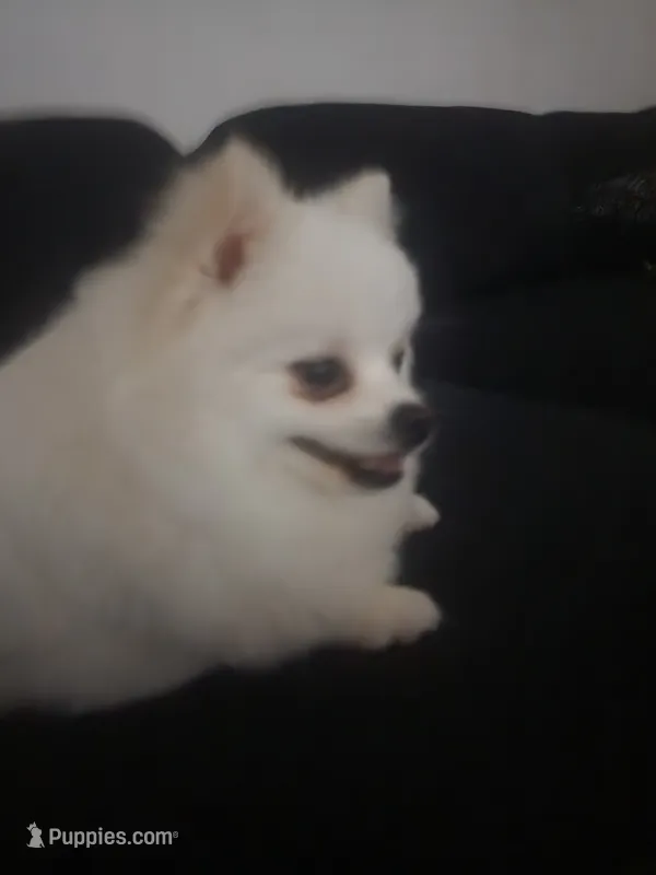 Kai – Pomeranian puppy for sale in Costa Mesa, CA