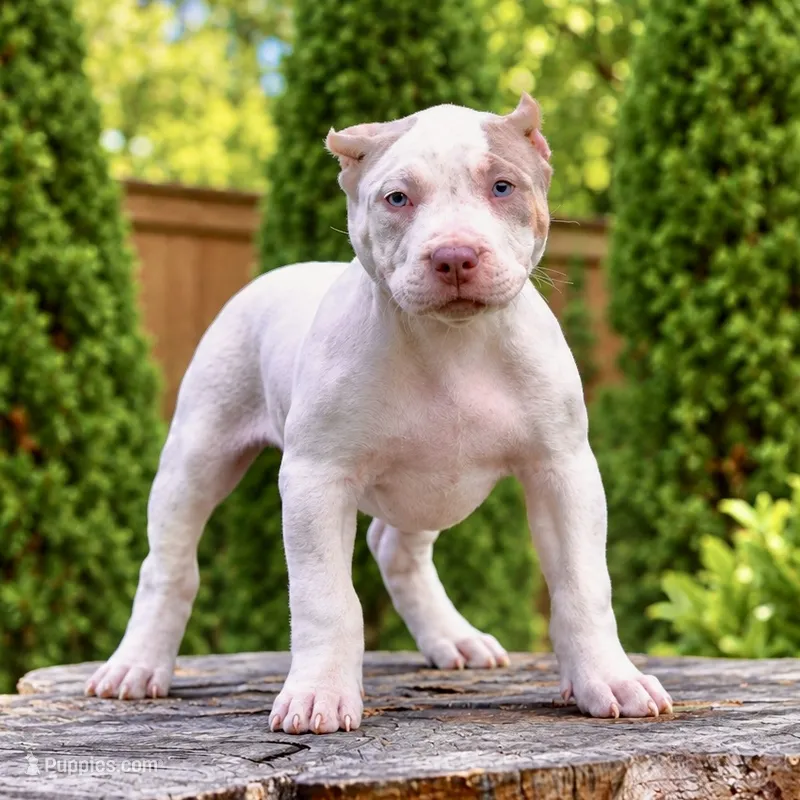 Arya Stark – American Bully puppy for sale in Chicago, IL