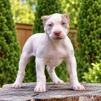 Arya Stark, a female American Bully for sale in Chicago, IL – 1 of 6