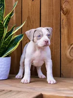 Lyanna Mormount, a male American Bully for sale in Chicago, IL – 2 of 7