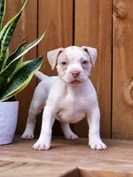 Bryanne of Tarth, a female American Bully for sale in Chicago, IL – 2 of 7