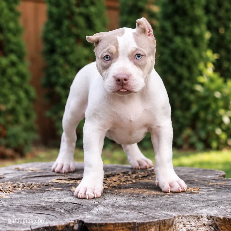 Lyanna Mormount – American Bully puppy for sale in Chicago, IL