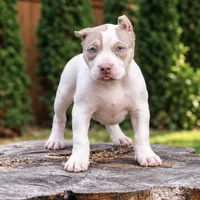 Lyanna Mormount, a male American Bully for sale in Chicago, IL – 1 of 7