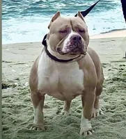 Arya Stark, a female American Bully for sale in Chicago, IL – 6 of 6