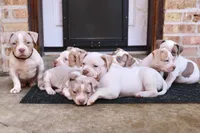 Cersei Lannister, a female American Bully for sale in Chicago, IL – 3 of 8
