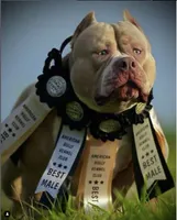 Cersei Lannister, a female American Bully for sale in Chicago, IL – 7 of 8