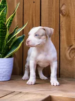 Arya Stark, a female American Bully for sale in Chicago, IL – 3 of 6