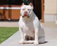 Lyanna Mormount, a male American Bully for sale in Chicago, IL – 5 of 7