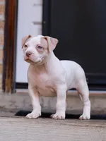 Cersei Lannister, a female American Bully for sale in Chicago, IL – 2 of 8