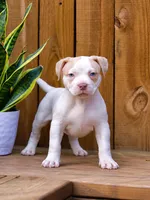 Cersei Lannister, a female American Bully for sale in Chicago, IL – 5 of 8