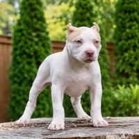 Cersei Lannister, a female American Bully for sale in Chicago, IL – 1 of 8