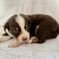 Stolas, a male Australian Shepherd for sale in La Grange, NC – Photo 4 of 8