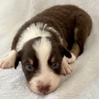 Stolas, a male Australian Shepherd for sale in La Grange, NC – Photo 5 of 8