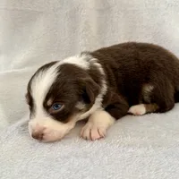 Stolas, a male Australian Shepherd for sale in La Grange, NC – Photo 8 of 8