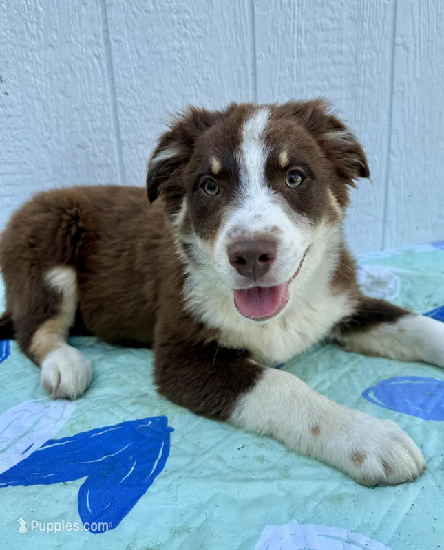 Stolas – Australian Shepherd puppy for sale in La Grange, NC