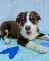 Stolas, a male Australian Shepherd for sale in La Grange, NC – Photo 1 of 8