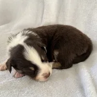 Stolas, a male Australian Shepherd for sale in La Grange, NC – Photo 7 of 8