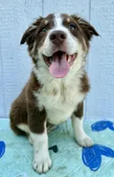 Stolas, a male Australian Shepherd for sale in La Grange, NC – Photo 2 of 8