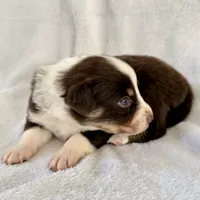 Stolas, a male Australian Shepherd for sale in La Grange, NC – Photo 6 of 8