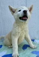 Hana, a female Akita for sale in La Grange, NC – Photo 2 of 3