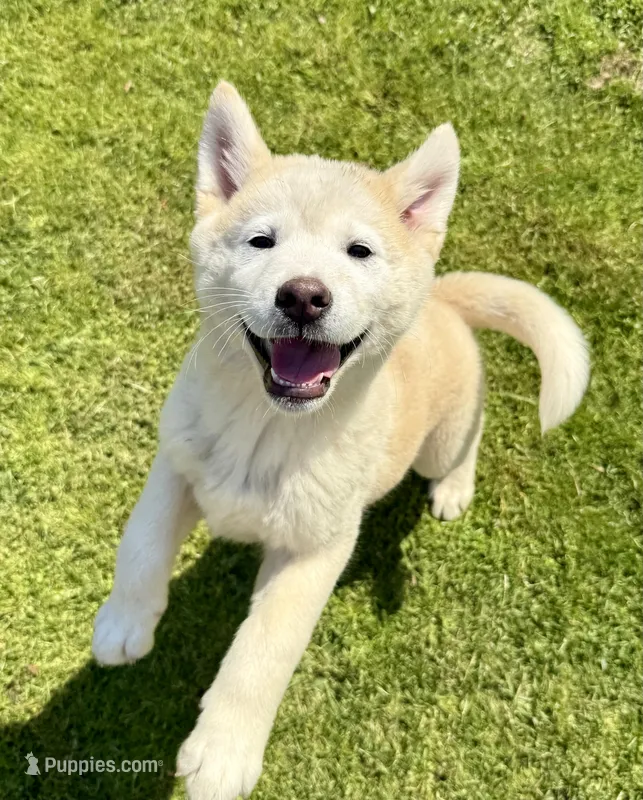 Hana – Akita puppy for sale in La Grange, NC