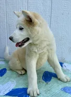 Hana, a female Akita for sale in La Grange, NC – Photo 3 of 3