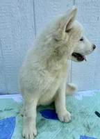 Yumi , a female Akita for sale in La Grange, NC – Photo 2 of 3