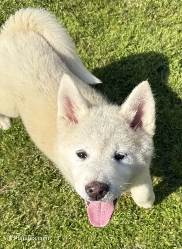 Yumi  – Akita puppy for sale in La Grange, NC