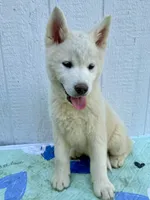 Yumi , a female Akita for sale in La Grange, NC – Photo 3 of 3