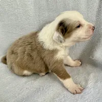 Bea, a female Australian Shepherd for sale in La Grange, NC – Photo 4 of 4