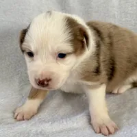 Bea, a female Australian Shepherd for sale in La Grange, NC – Photo 2 of 4