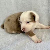 Bea, a female Australian Shepherd for sale in La Grange, NC – Photo 3 of 4