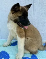 Kuma, a male Akita for sale in La Grange, NC – Photo 2 of 2