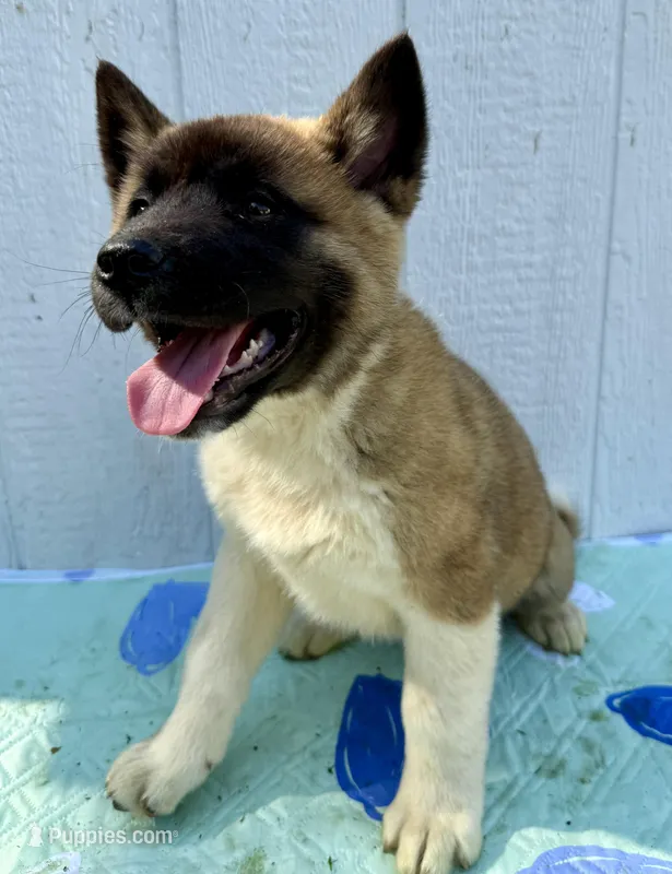 Kuma – Akita puppy for sale in La Grange, NC