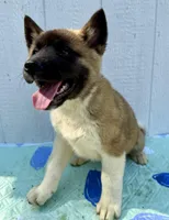 Kuma, a male Akita for sale in La Grange, NC – Photo 1 of 2