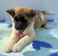 Walter, a male Akita for sale in La Grange, NC – Photo 2 of 2