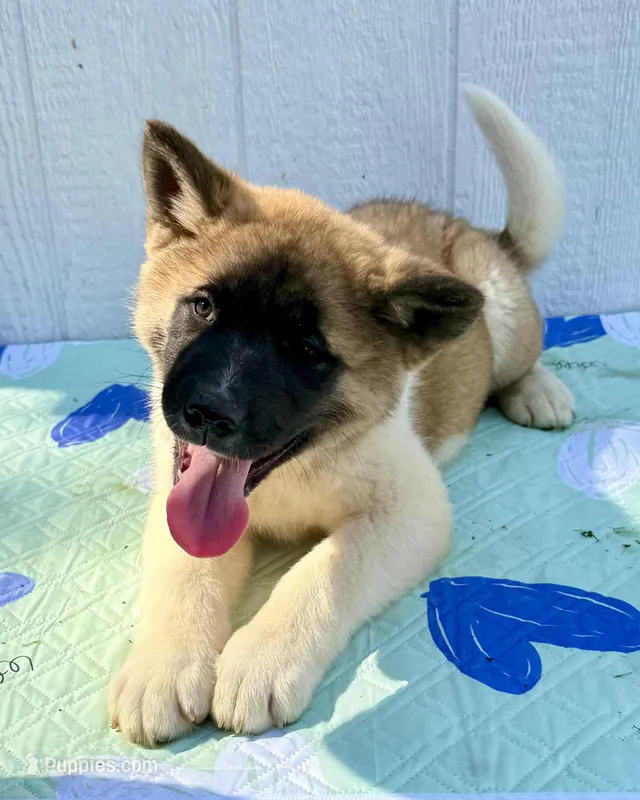 Walter – Akita puppy for sale in La Grange, NC