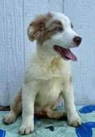 Ozzy, a male Australian Shepherd for sale in La Grange, NC – Photo 2 of 6