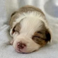 Ozzy, a male Australian Shepherd for sale in La Grange, NC – Photo 3 of 6