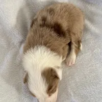 Ozzy, a male Australian Shepherd for sale in La Grange, NC – Photo 5 of 6
