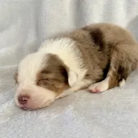 Ozzy, a male Australian Shepherd for sale in La Grange, NC – Photo 4 of 6