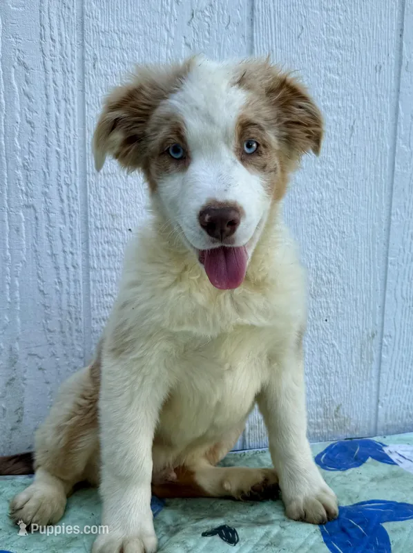 Ozzy – Australian Shepherd puppy for sale in La Grange, NC