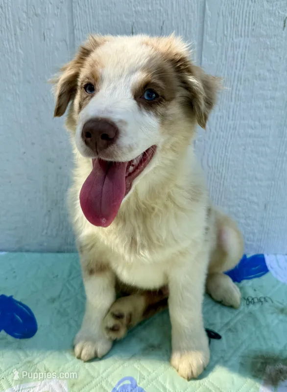 Fitz – Australian Shepherd puppy for sale in La Grange, NC