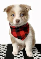 processed/1a514f1c-ca9d-4a09-9f32-f573235fe272/listing/acc3fcb5-4502-4db3-9597-6c318163aacf/a024aa45-cf2e-4811-be24-0974221927ea