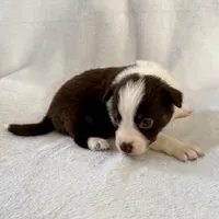Moxxie, a female Australian Shepherd for sale in La Grange, NC – Photo 5 of 5