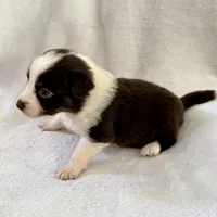 Moxxie, a female Australian Shepherd for sale in La Grange, NC – Photo 4 of 5