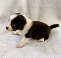 Moxxie, a female Australian Shepherd for sale in La Grange, NC – Photo 4 of 5