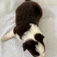 Moxxie, a female Australian Shepherd for sale in La Grange, NC – Photo 3 of 5